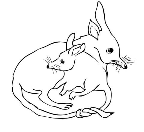 Bilby Mom With Bilby Baby Coloring Page